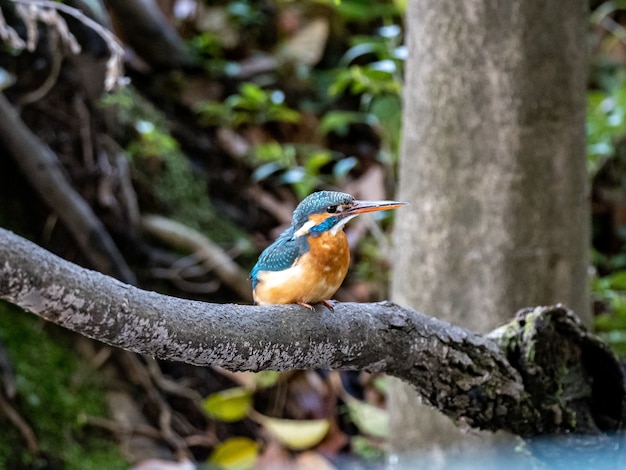 木の枝にとまるカワセミのクローズアップショット