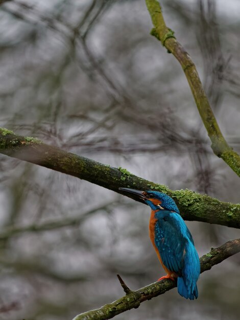 Closeup shot of a common kingfisher