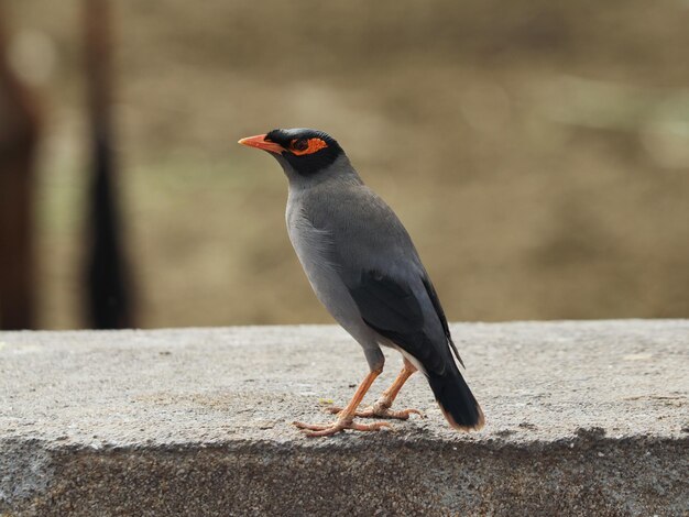 Closeup shot of a common myna bird perched on a concrete surface