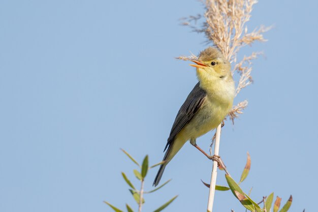 Closeup shot of common Nightingale perched on a plant on the blue sky