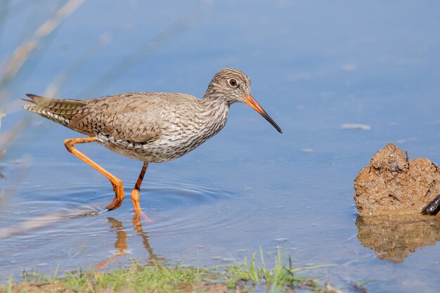 Closeup shot of common redshank on the water