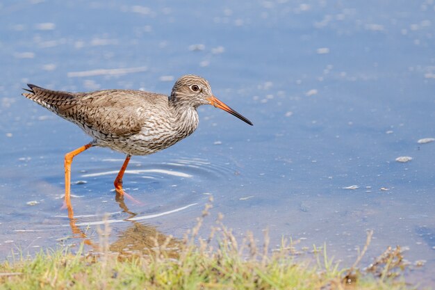 Closeup shot of common redshank on the water