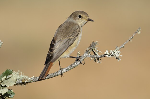 일반적인 Redstart 새의 근접 촬영 샷 나무 가지에 자리 잡고-Phoenicurus Phoenicurus