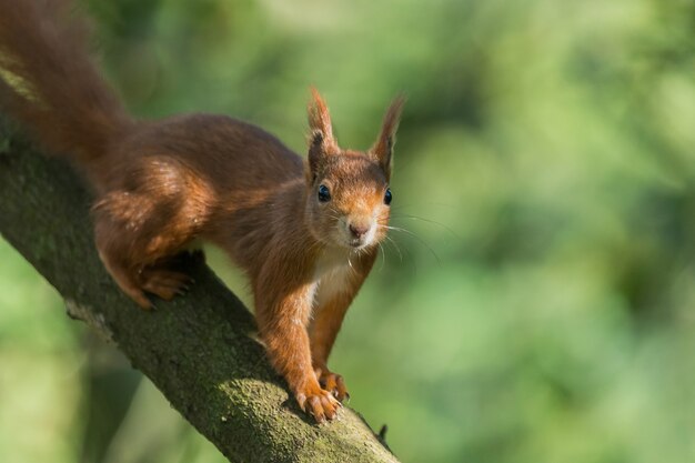 Closeup shot of a common squirrel on a tree branch against a blurry green background