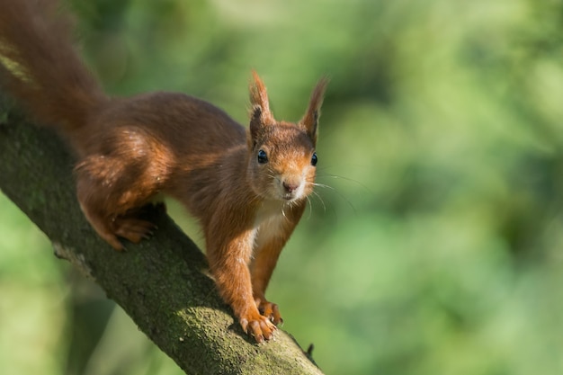Closeup shot of a common squirrel on a tree branch against a blurry green background