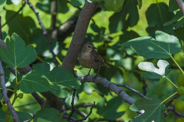 Closeup shot of a common starling sitting on a plant called common fig