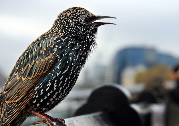 Free photo closeup shot of a common starling