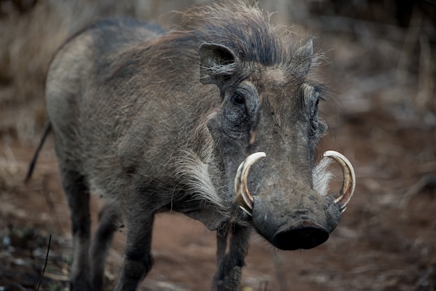 Free photo closeup shot of a common warthog