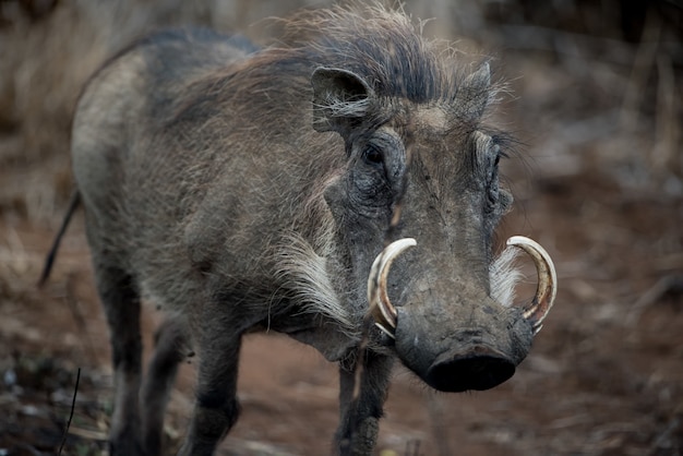 Closeup shot of a common warthog