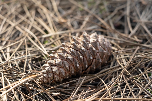 Closeup shot of a cone laid in a ground of pine tree needles