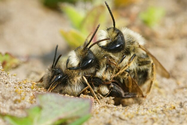 Closeup shot of copulation of two males and a female gray-backed mining bees