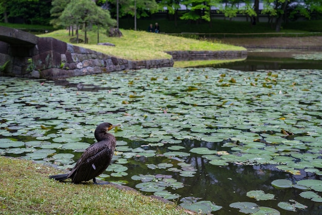 Крупным планом выстрелил баклан возле пруда в ботаническом саду Койсикава, Токио