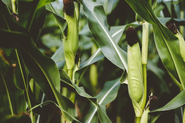 Closeup shot of corns surrounded by green leaves