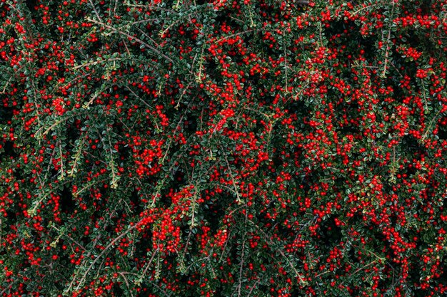 붉은 열매와 cotoneaster horizontalis 식물의 근접 촬영 샷