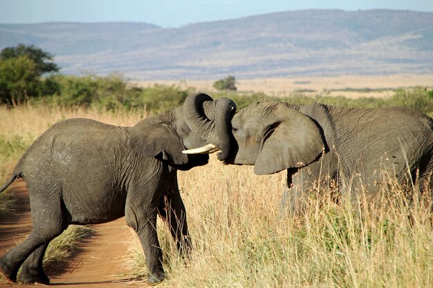 Closeup shot of a couple of elephants hugging each other with the trunks