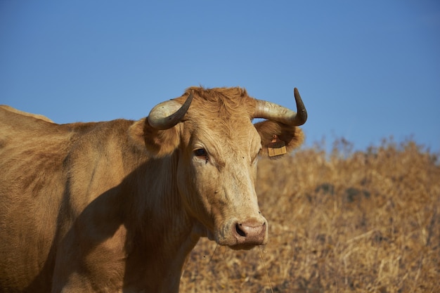 Closeup shot of a cow at a field