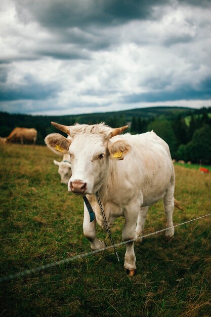 Closeup shot of a cow in a green meadow looking ahead - perfect for a background