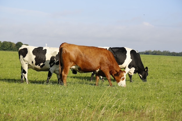 Closeup shot of cows grazing in a field on a sunny afternoon