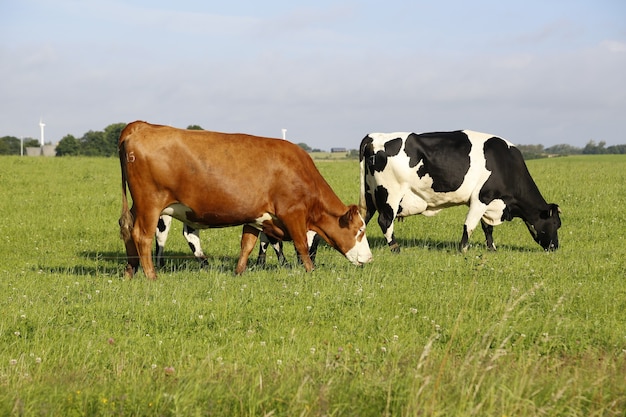 Closeup shot of cows grazing in a field on a sunny afternoon
