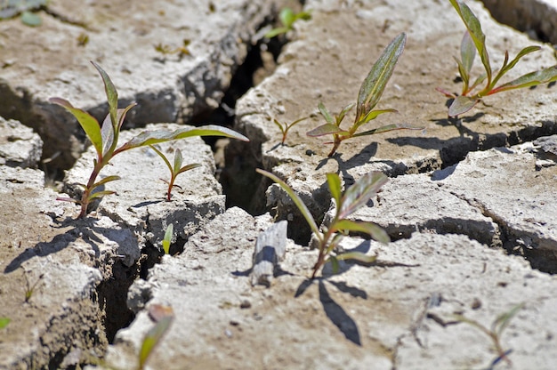 Closeup shot of a cracked ground