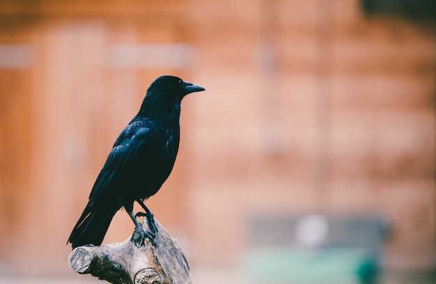 木の幹のベンチに腰掛けてカラスのクローズアップショット