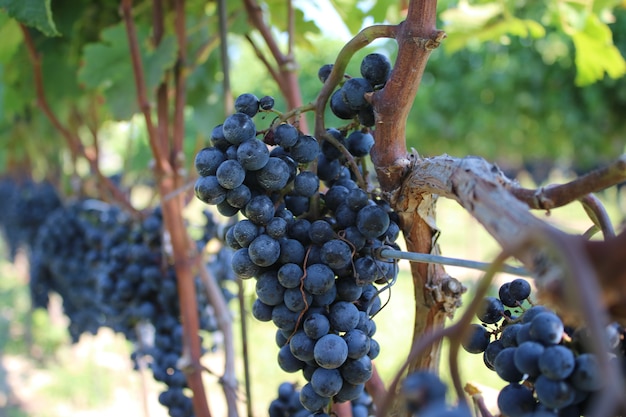 Closeup shot of crunches of black grape growing on the trees