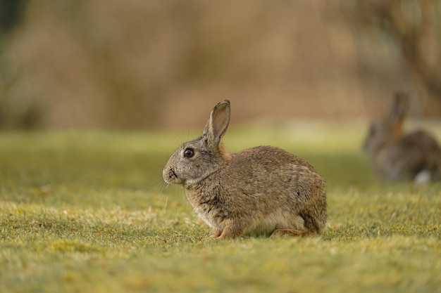 Снимок крупным планом милых очаровательных кроликов в поле