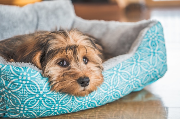 Closeup shot of a cute adorable sad-looking domestic Shih-poo type of dog indoors