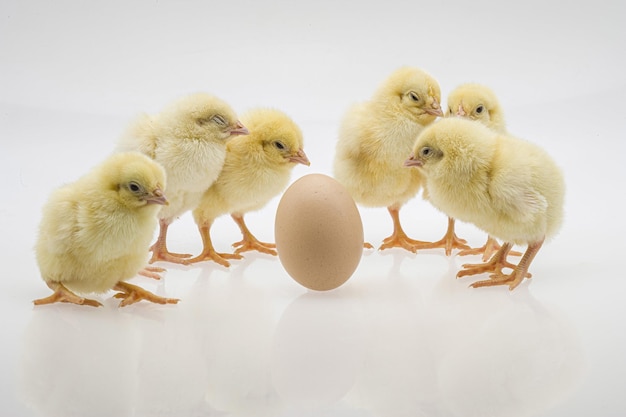 Снимок крупным планом милых цыплят возле яйца на белой поверхности