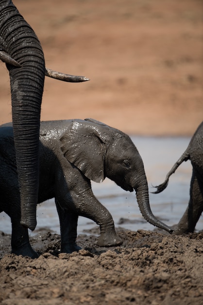 泥風呂を持つかわいい象の赤ちゃんのクローズアップショット