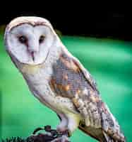 Free photo closeup shot of a cute barn owl with a colorful blurry space