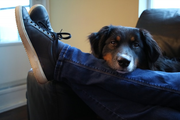 Closeup shot of a cute black dog sitting behind the leg of a male in jeans