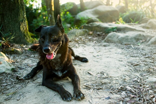 진흙 바닥에 앉아 혀를 가진 귀여운 검은 강아지의 근접 촬영 샷