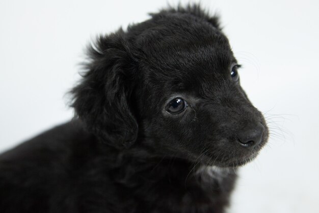 Closeup shot of a cute black Flat-Coated Retriever dog with a humble facial expression