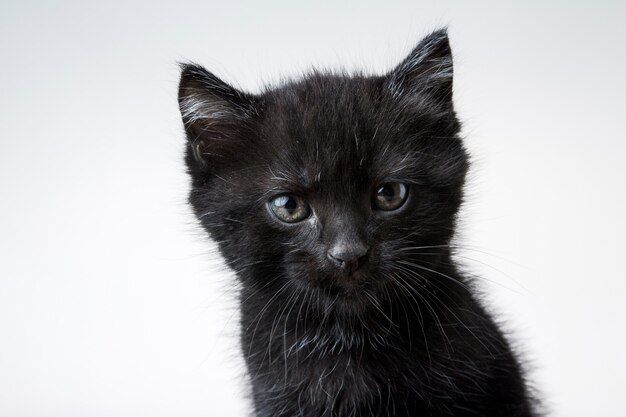 白で隔離されるかわいい黒い子猫のクローズアップショット