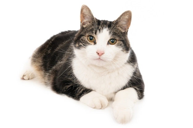 Closeup shot of a cute black and white cat lying