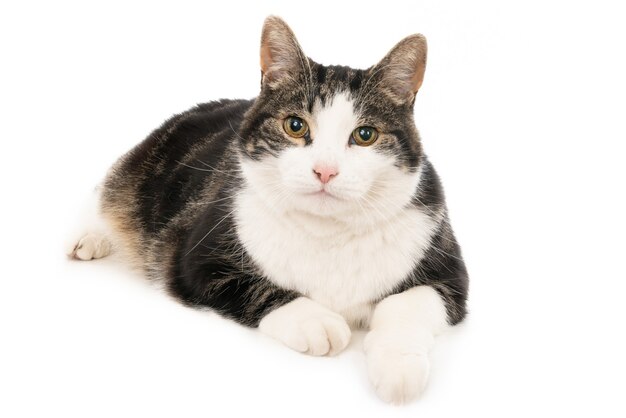 Снимок крупным планом милой черно-белой кошки лежа