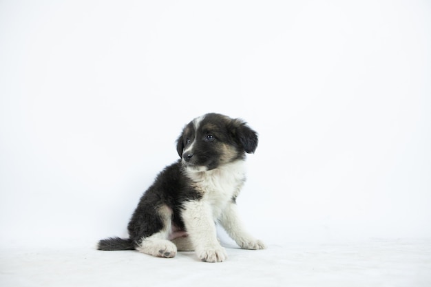 Closeup shot of a cute black and white puppy