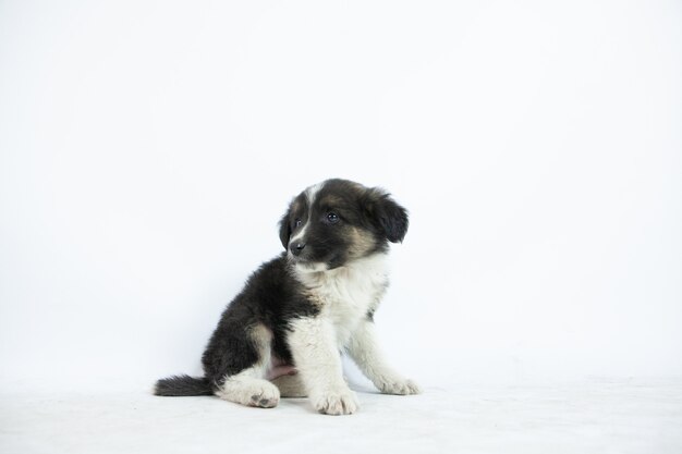 かわいい黒と白の子犬のクローズアップショット