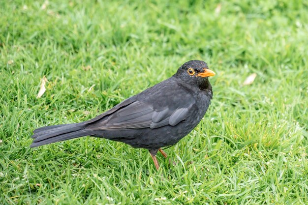 Closeup shot of a cute blackbird on a green grass