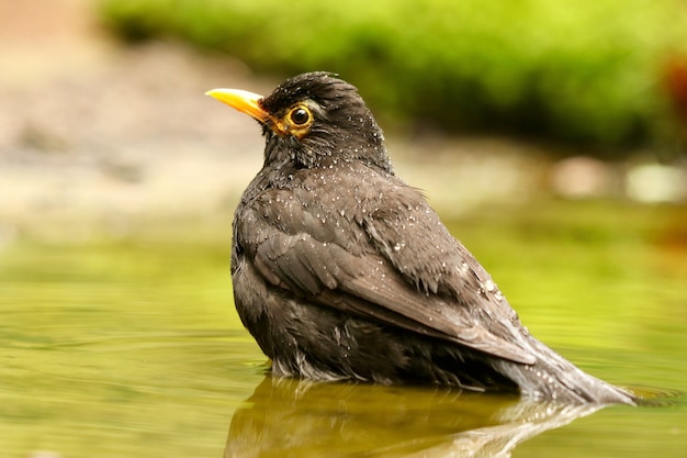 Closeup shot of a cute blackbird in a lake