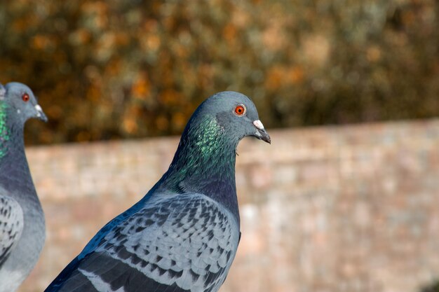 Closeup shot of a cute blue pigeon
