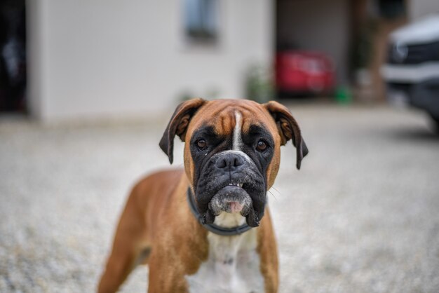 Closeup shot of a cute boxer dog