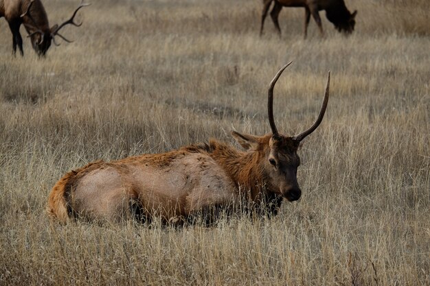 Closeup shot of a cute brown deer lying on the dry grass in the field