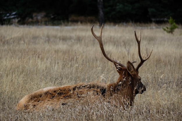 Colpo del primo piano di un simpatico cervo marrone sdraiato sull'erba secca nel campo