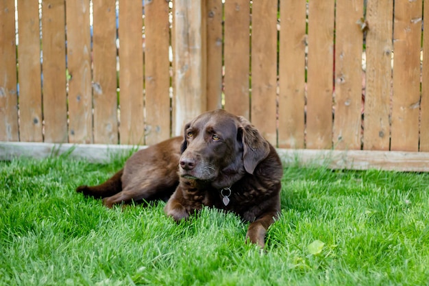 Closeup shot of a cute brown dog laying in the grass near a wooden fence