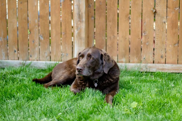 Closeup shot of a cute brown dog laying in the grass near a wooden fence