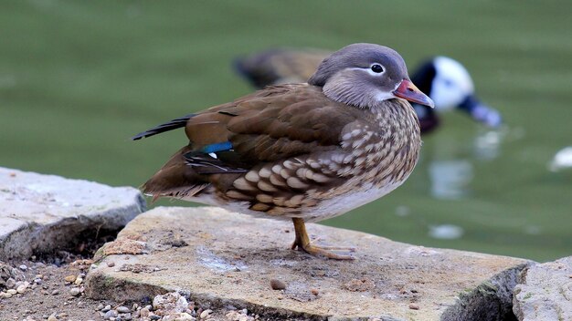 Closeup shot of a cute brown duck standing on a stone near a lake