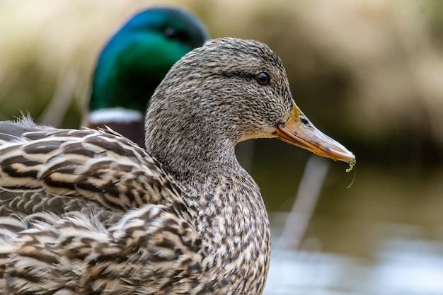 Closeup shot of a cute brown duck