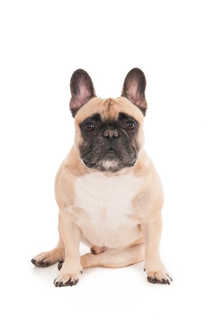 Closeup shot of a cute bulldog isolated on white background